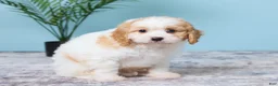 Cavapoo dogs for sale: Lenny - Ad 3