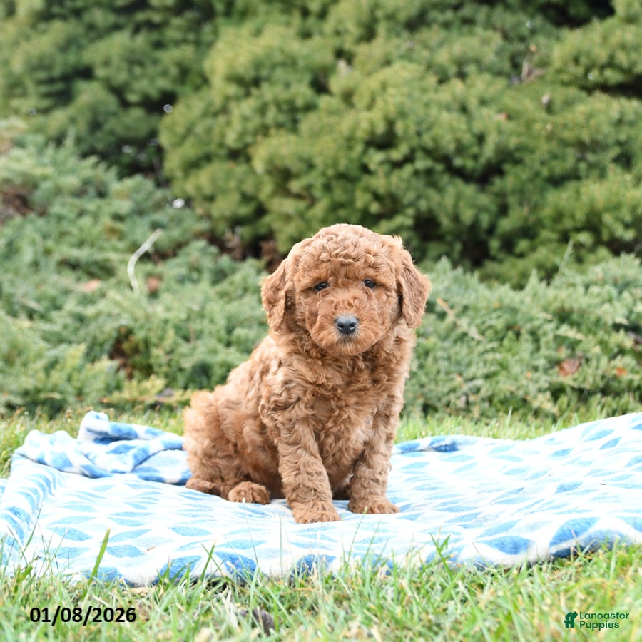 Mini Goldendoodle dogs Simba - Ad 28