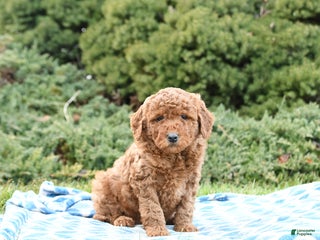 Mini Goldendoodle dogs Simba - Ad 28