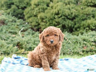 Mini Goldendoodle dogs Simba - Ad 42