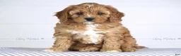 Cavapoo dogs for sale: Tommy - Ad 4