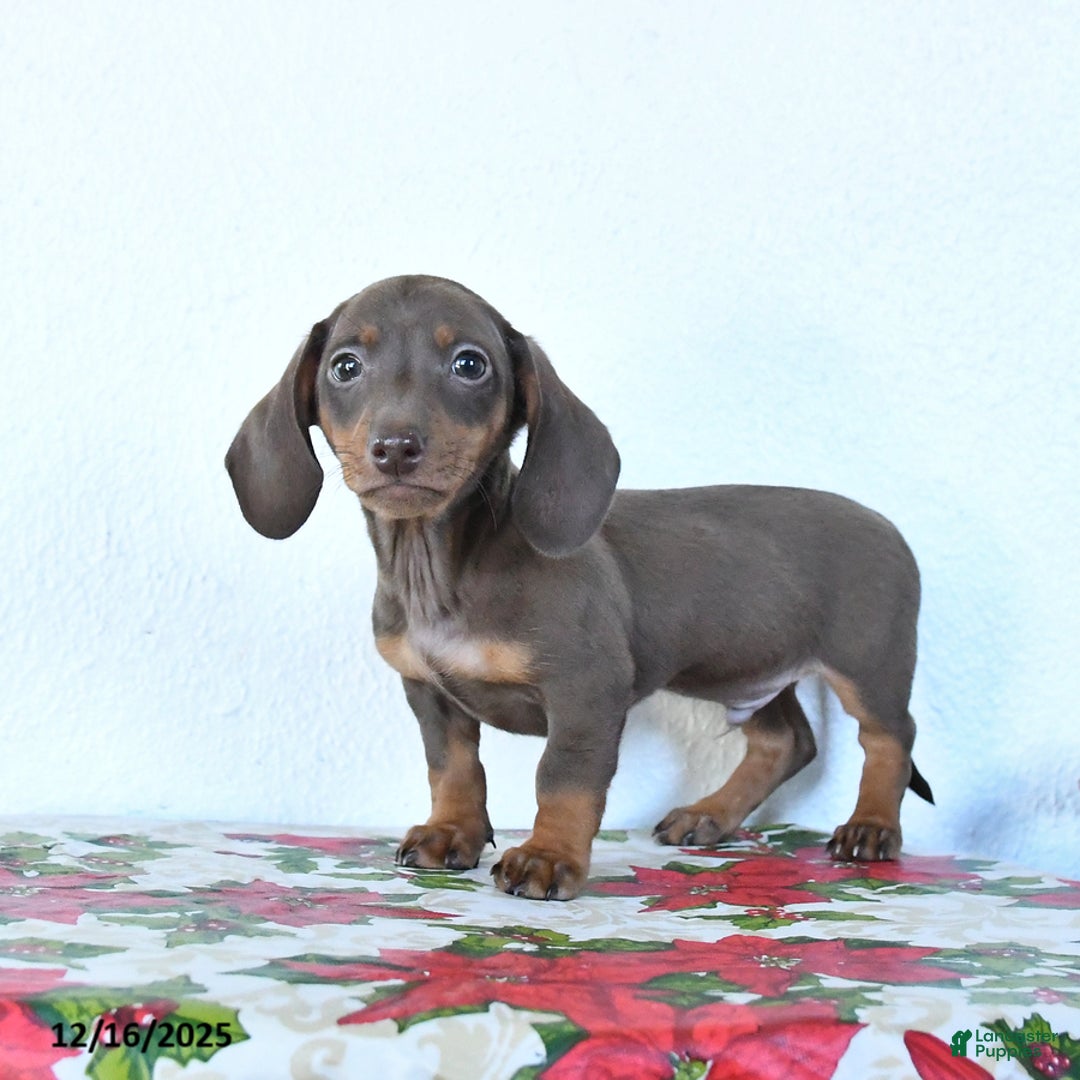 Miniature Dachshund dogs for sale: Scout - Ad 2