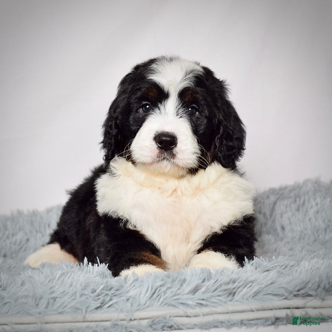 Bernedoodle dogs for sale: Ms. Maddie - Ad 3