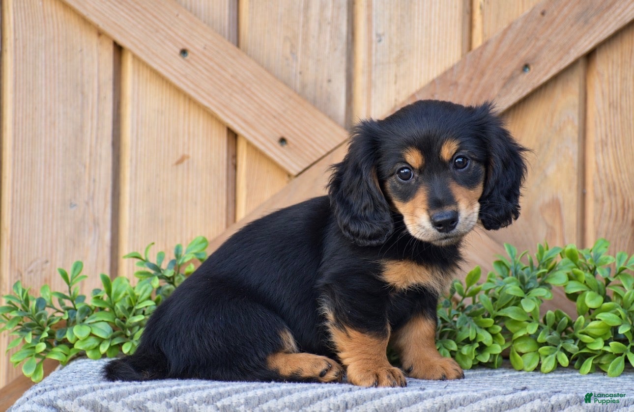 Miniature Dachshund dogs for sale: Ryan - Mini - Ad 2