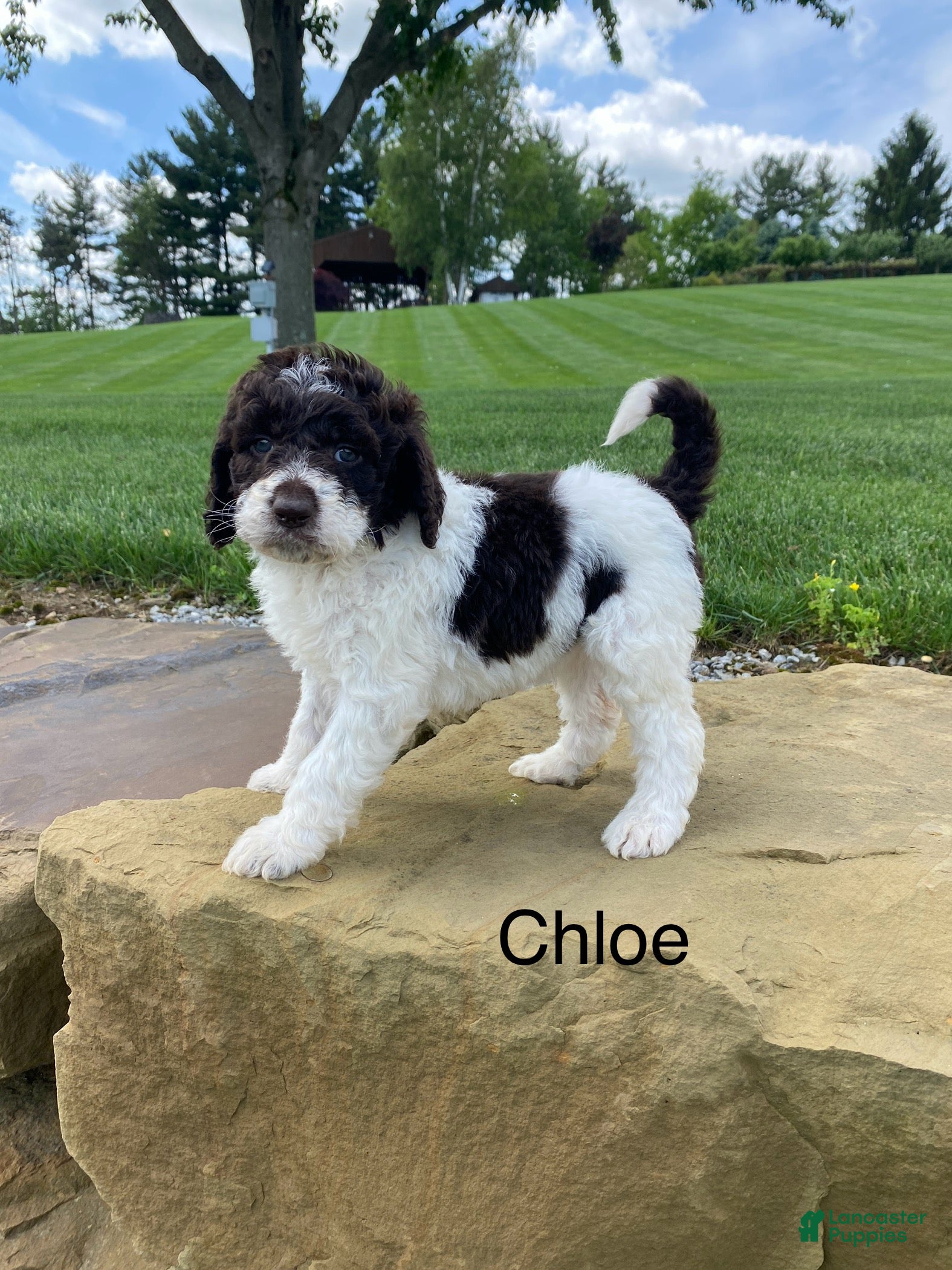 Labradoodle dogs F1bb Chloe - Ad 1