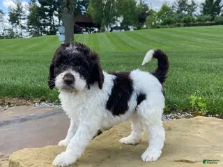 Labradoodle dogs for sale: F1bb Chloe - Ad 1