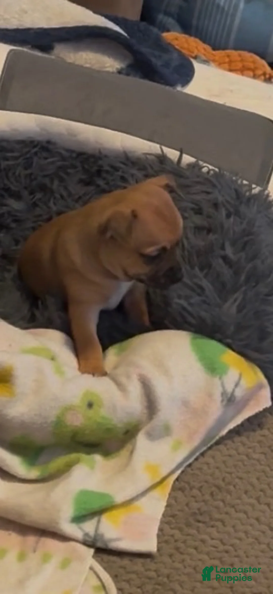 Chihuahua dogs for sale: Chunk - Ad 1