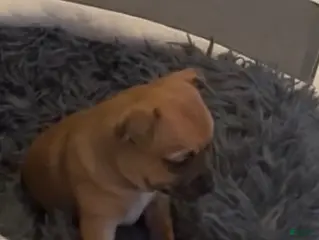 Chihuahua dogs Chunk - Ad 8
