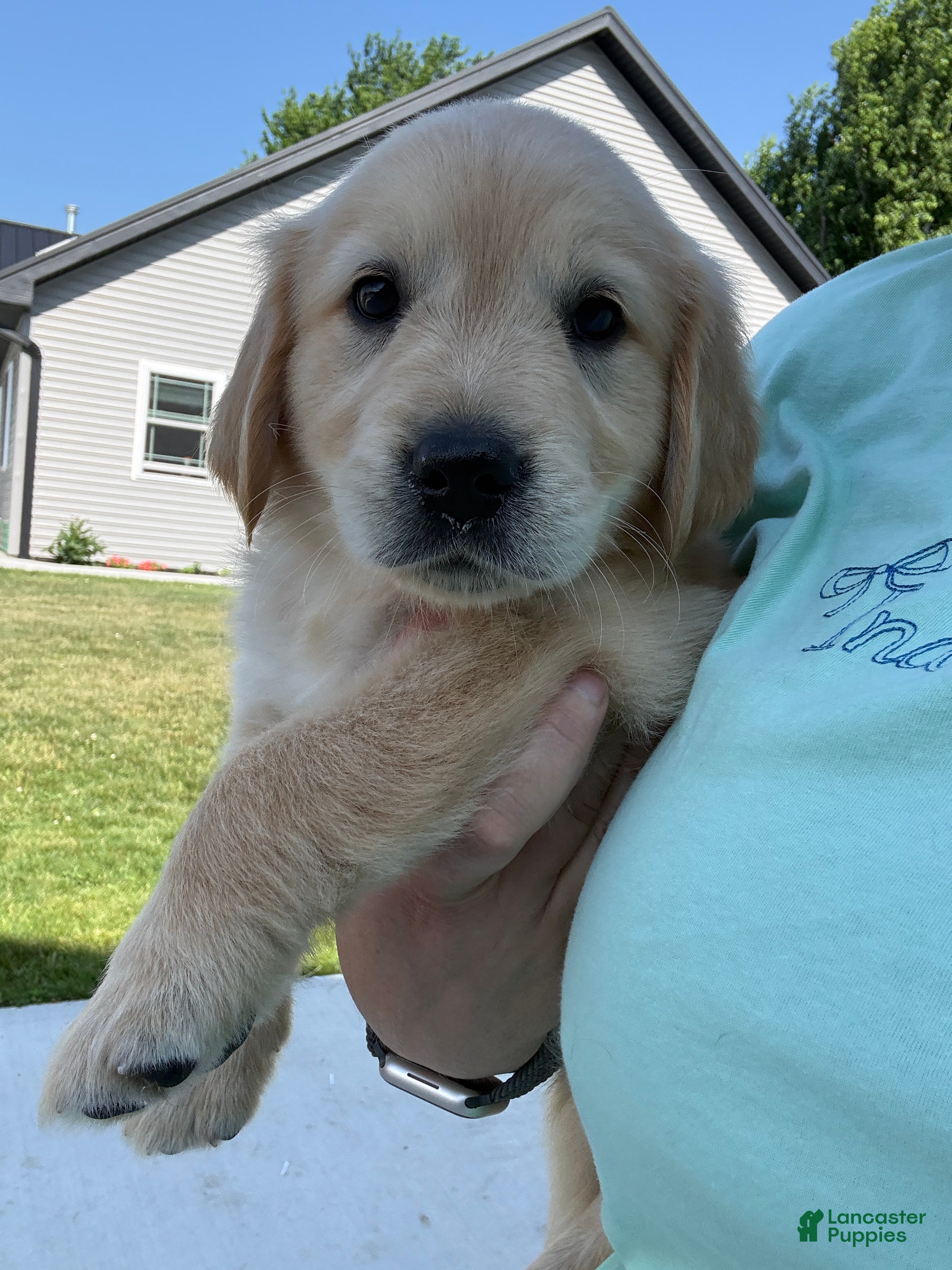 Golden Retriever dogs Grace - Ad 2