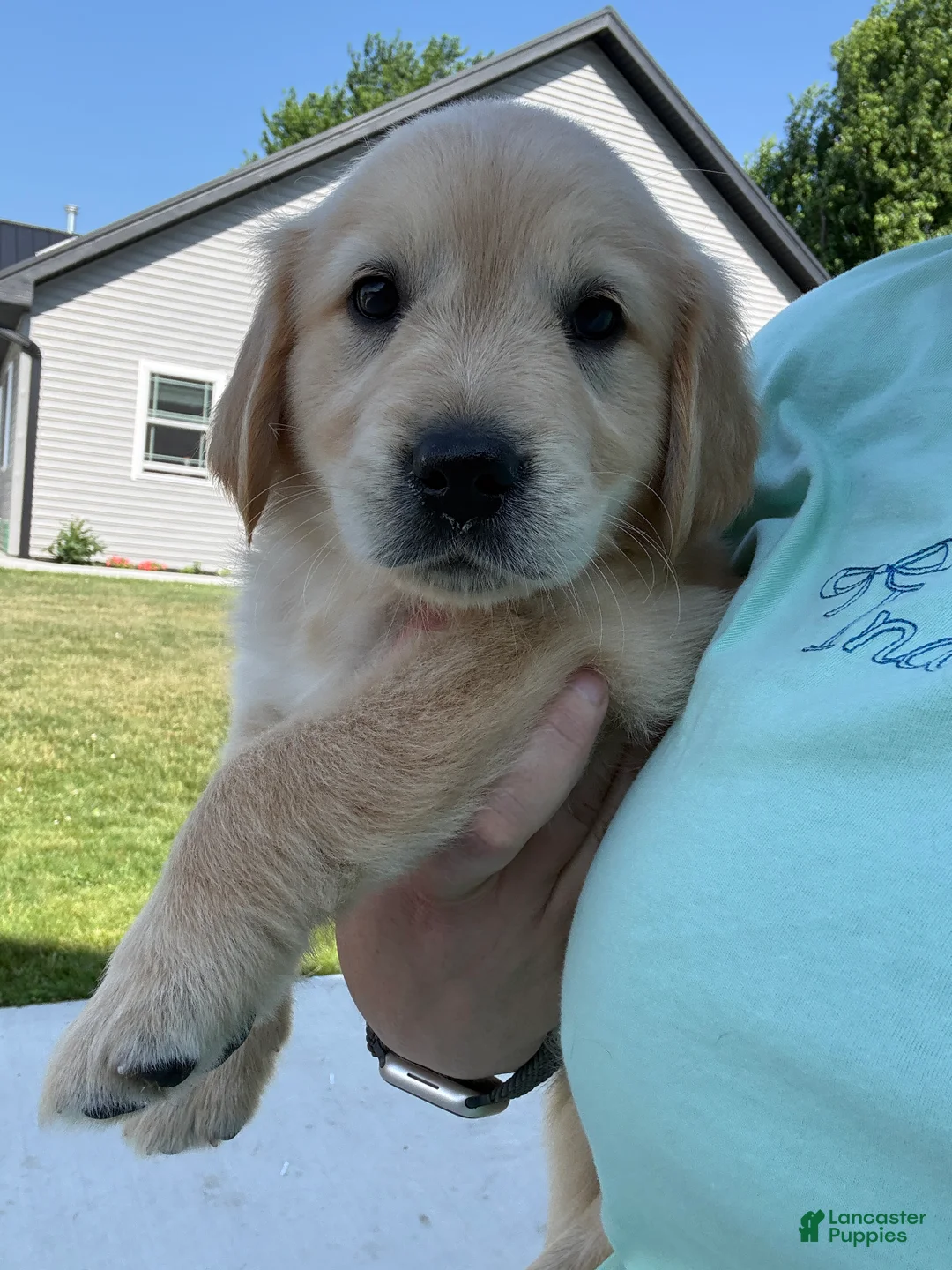Golden Retriever dogs for sale: Grace - Ad 2