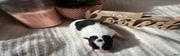 Wire Fox Terrier dogs for sale: Wire Fox Terrier 1 - Ad 4