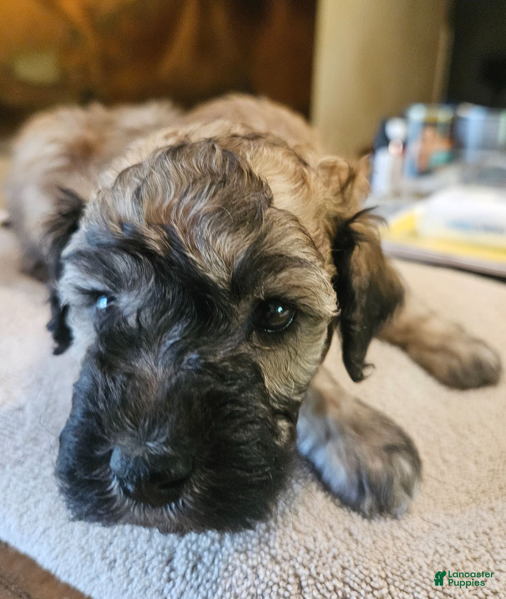 Mini Goldendoodle dogs for sale: Brindle - Ad 1