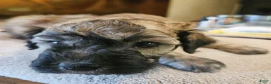 Brindle