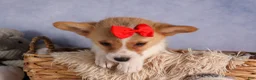 Welsh Corgi Pembroke dogs for sale: Conner  - Ad 9