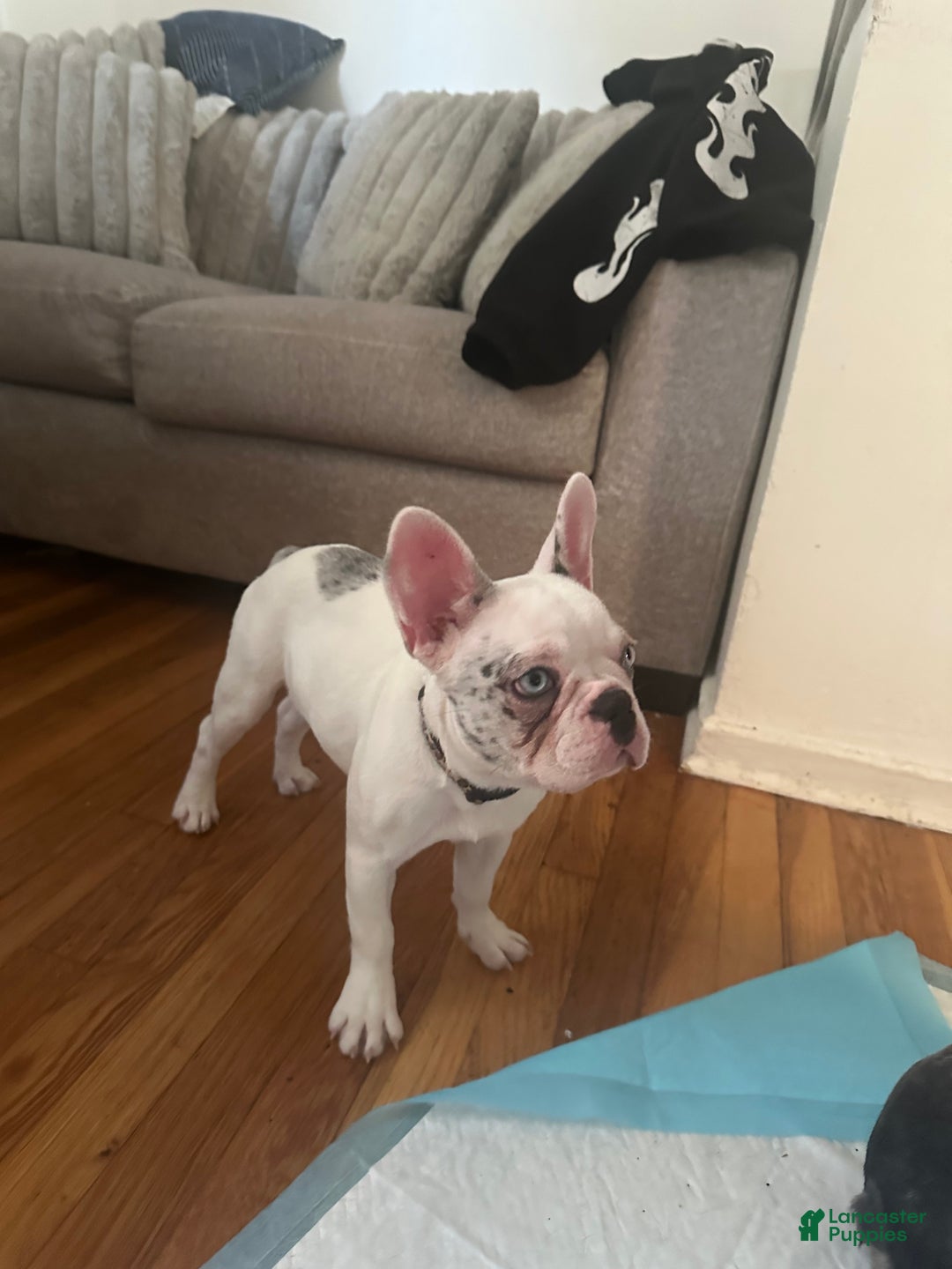French Bulldog dogs for sale: Willow  - Ad 5