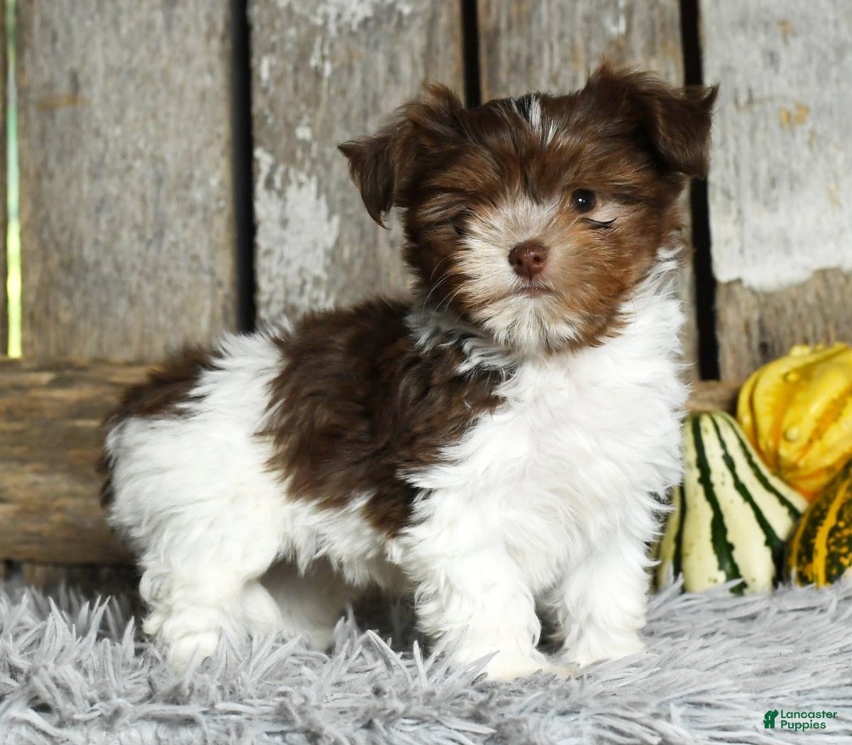 Havanese dogs Carolina - Ad 7