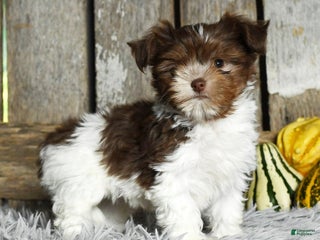 Havanese dogs Carolina - Ad 27