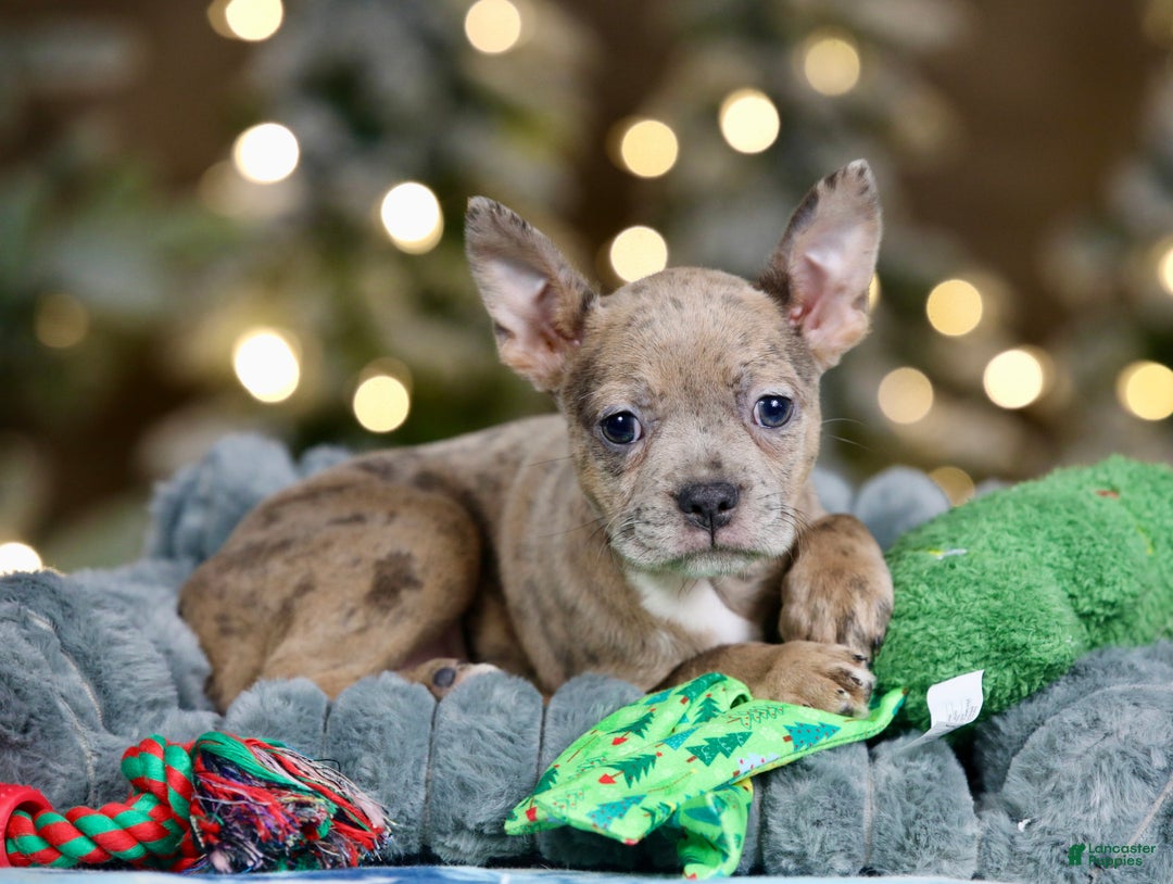 Frenchton dogs for sale: Porkchop - Ad 2