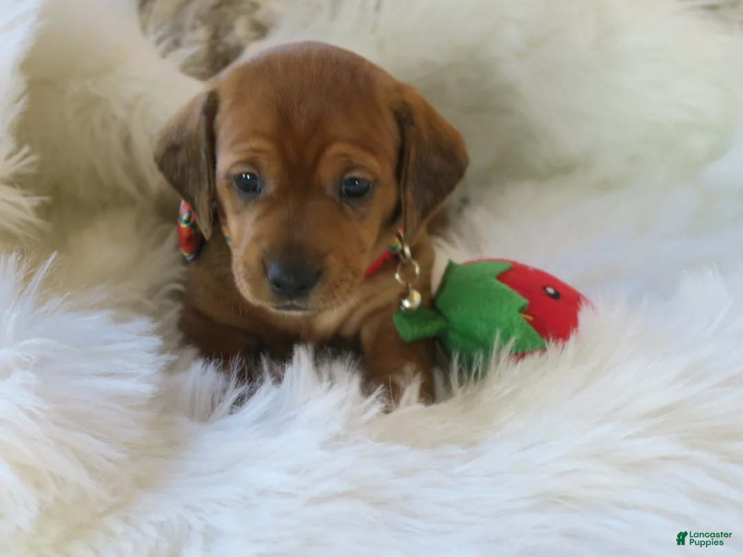 Dachshund dogs for sale: Finn - Ad 11