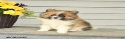 Pomeranian dogs for sale: Godwin - Ad 1