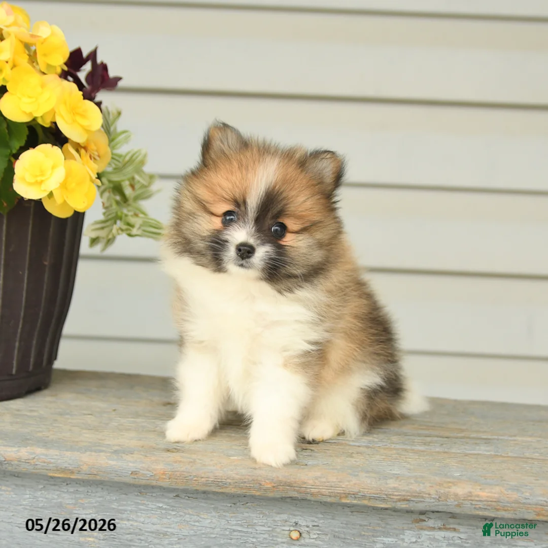 Pomeranian dogs for sale: Godwin - Ad 1