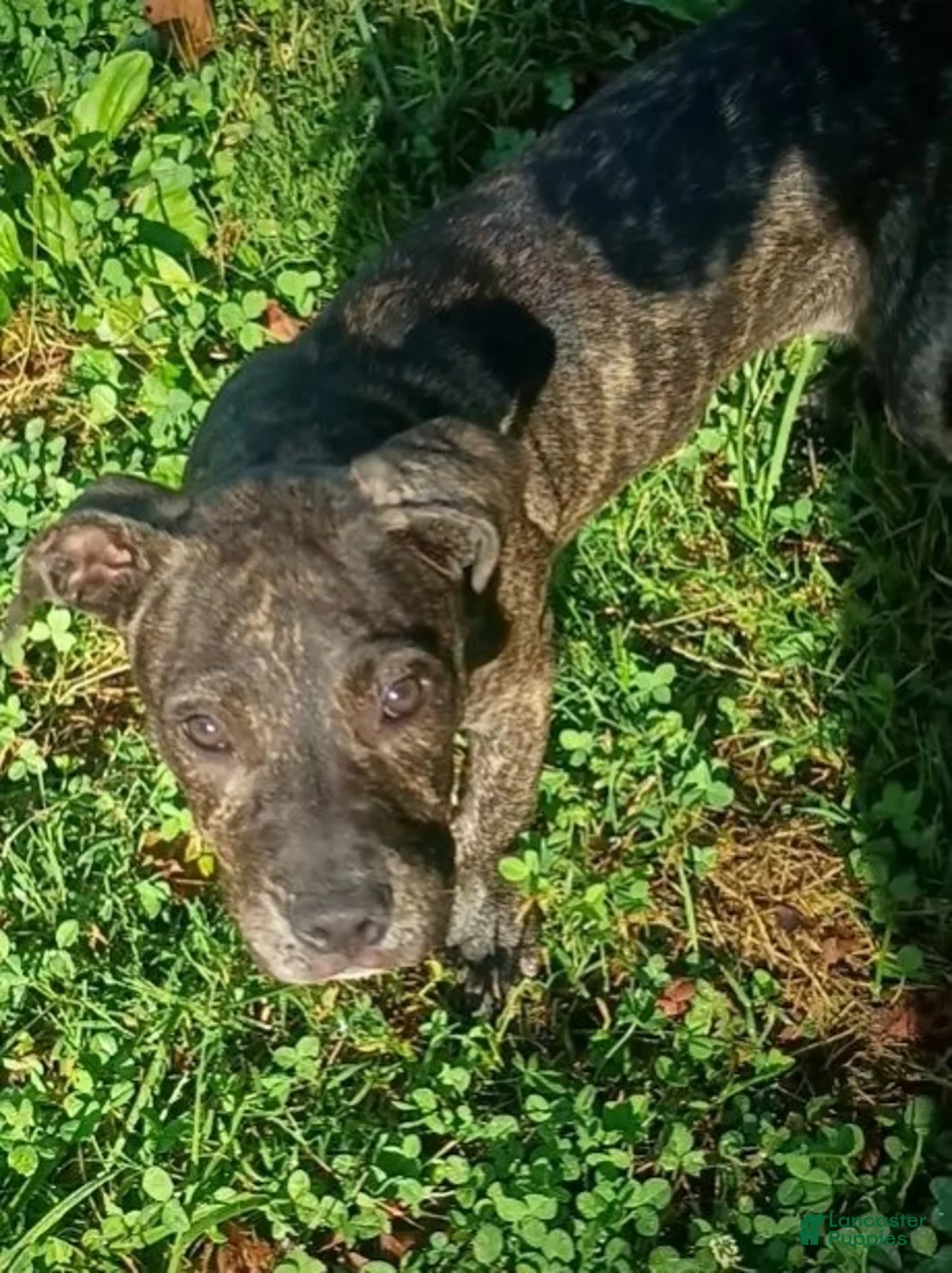 American Pit Bull Terrier dogs for sale: Girl 3 - Ad 1