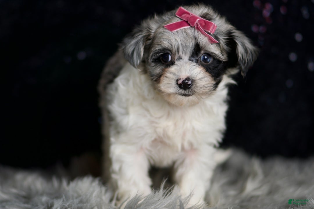 Maltipoo dogs for sale: Prada - Ad 3