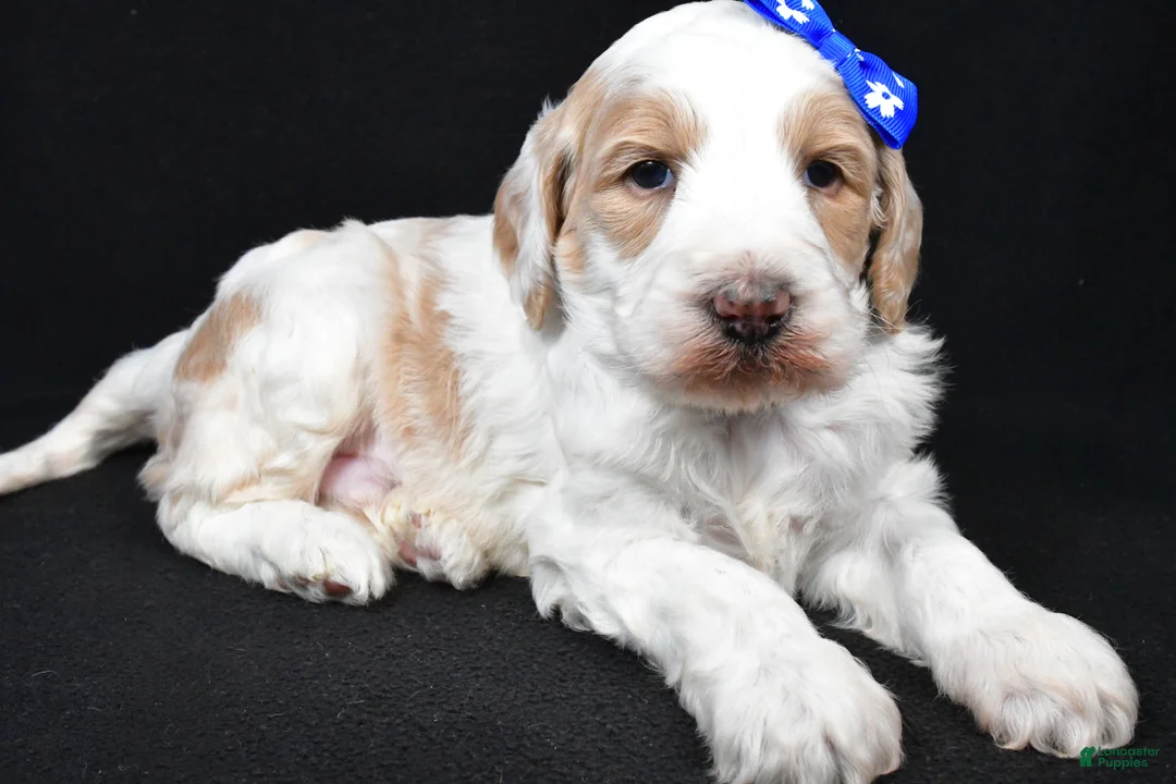 Standard Poodle dogs for sale: Frank - Ad 4