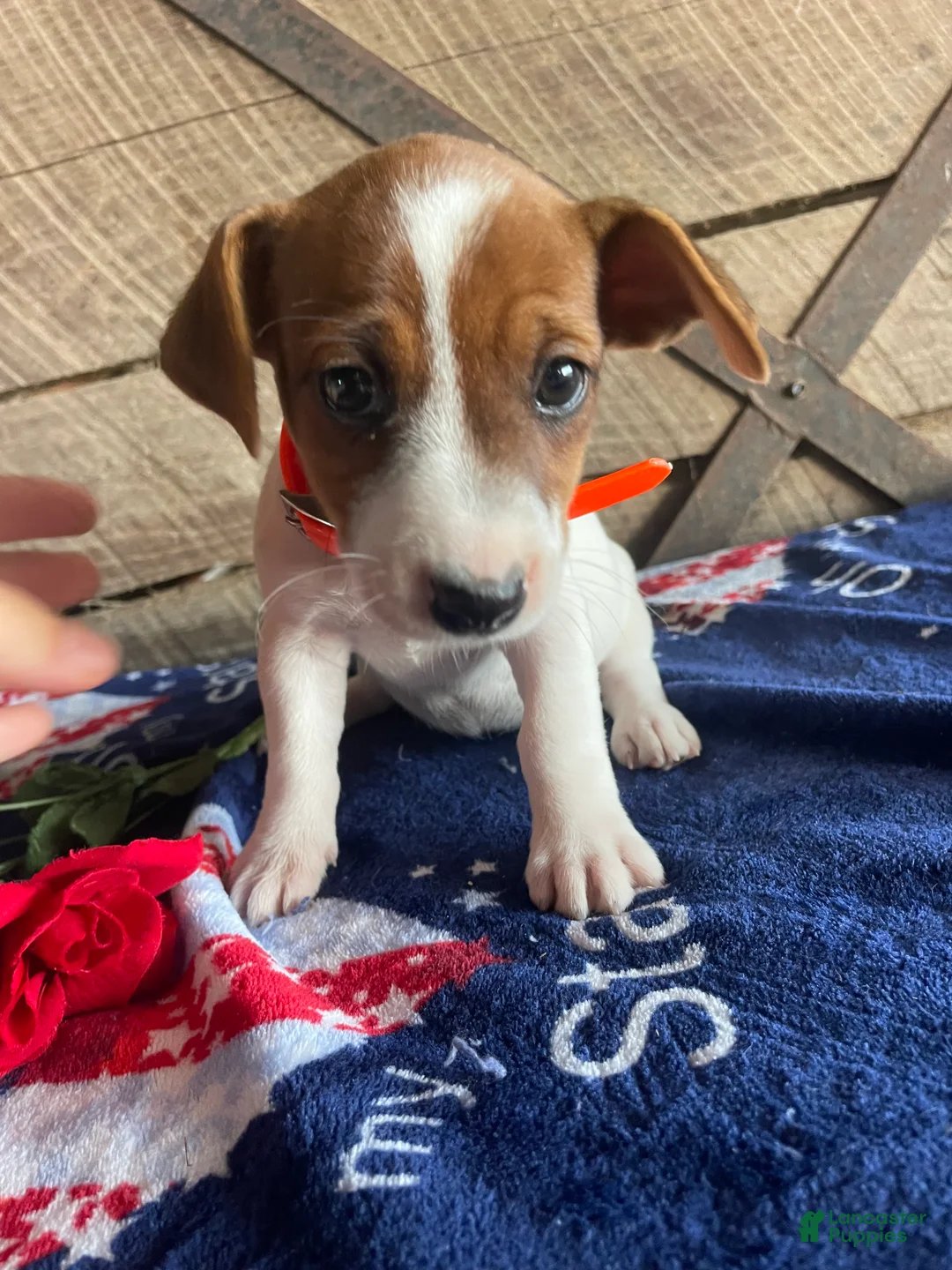 Jack Russell Terrier dogs for sale: Mona - Ad 1