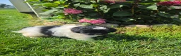 Shihpoo dogs for sale: Vicky - Ad 7