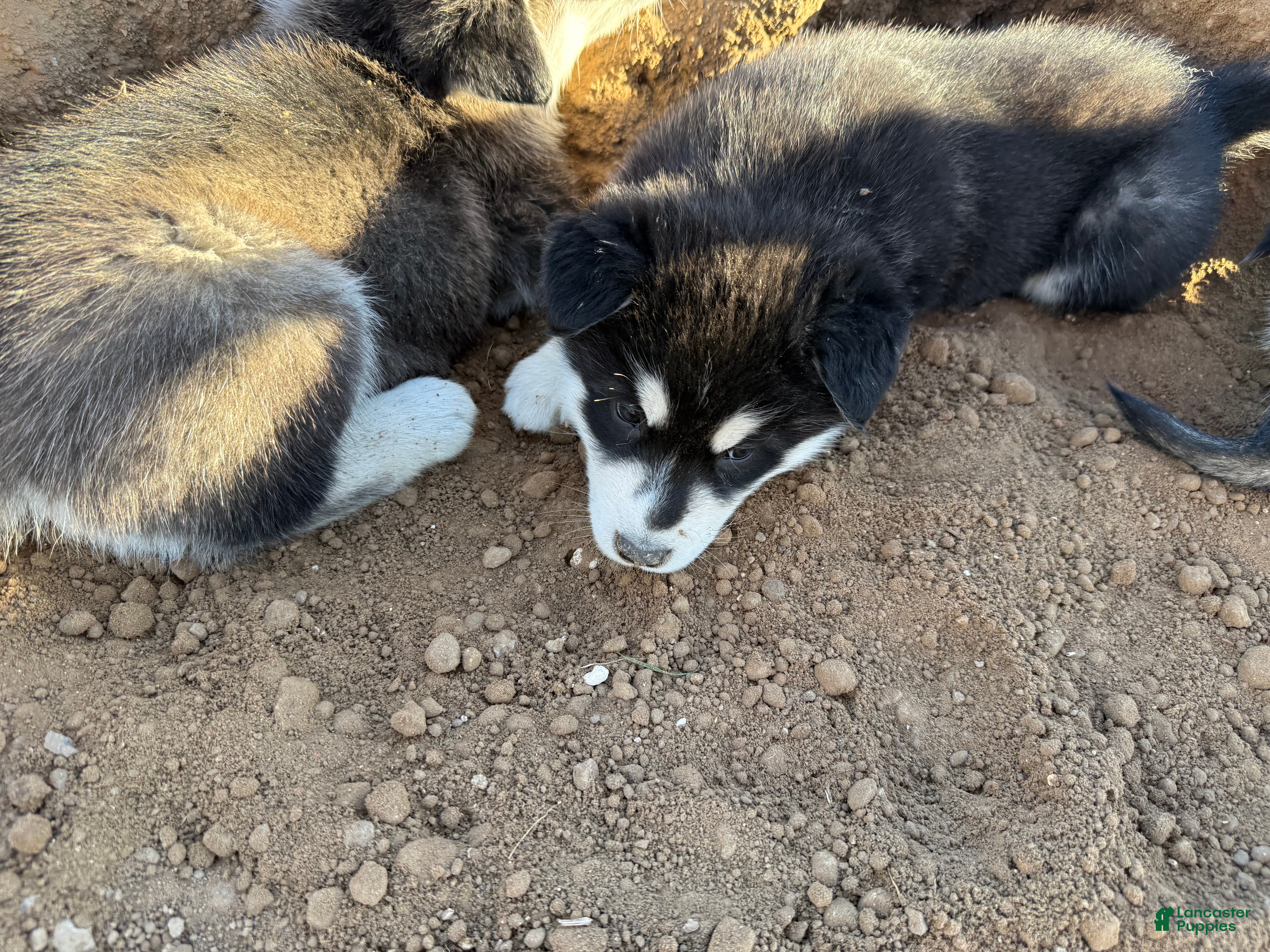 Alaskan Malamute dogs Alaskan Malamute Puppy 7 - Ad 13