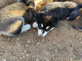 Alaskan Malamute dogs Alaskan Malamute Puppy 7 - Ad 13