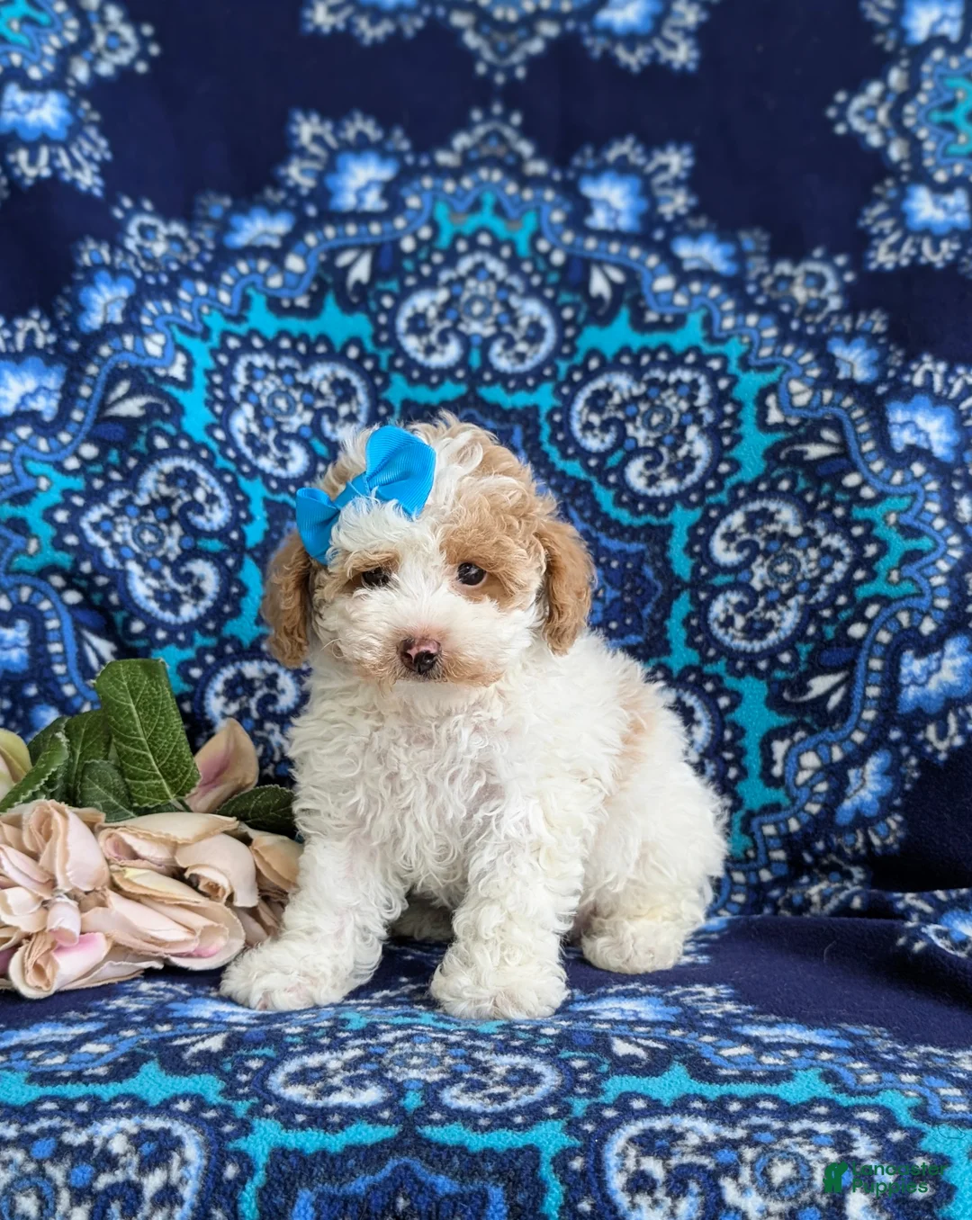Toy Poodle dogs for sale: Sherry 7 lbs Full Grown - Ad 1