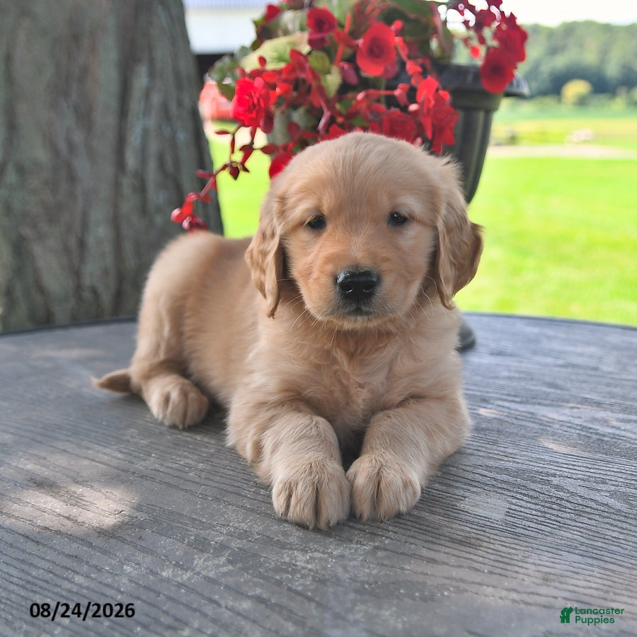 Golden Retriever dogs Tommy - Ad 1