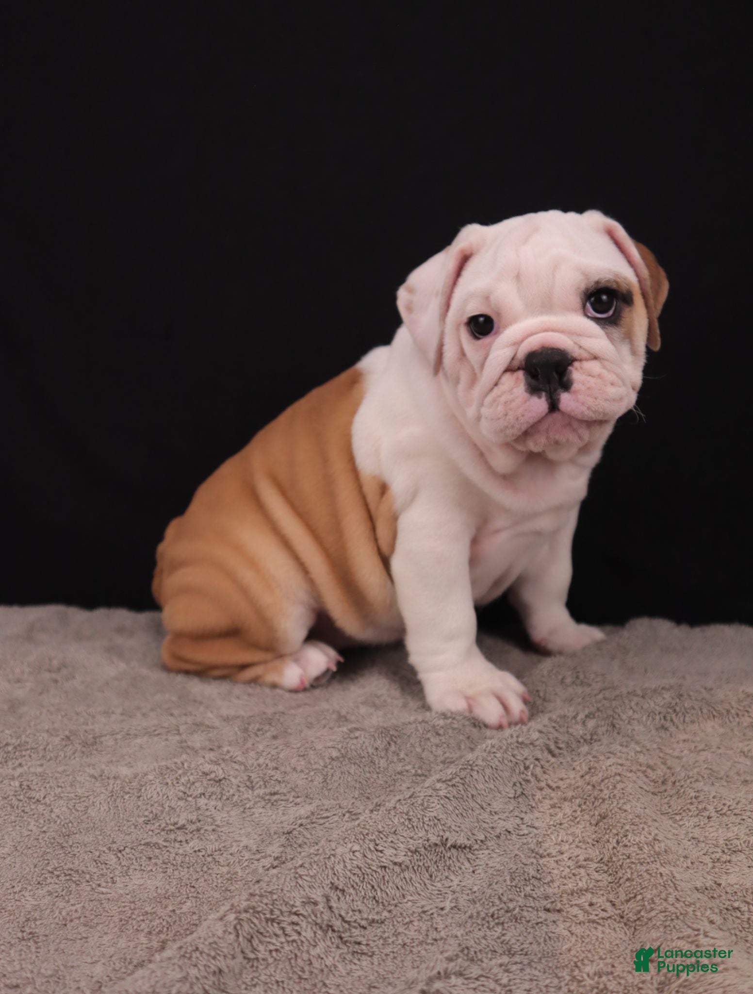English Bulldog dogs Sally  - Ad 2
