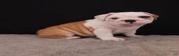 English Bulldog dogs for sale: Sally  - Ad 2