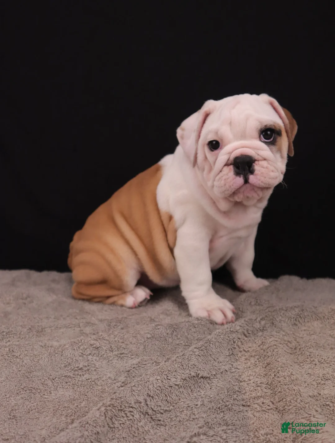 English Bulldog dogs for sale: Sally  - Ad 2