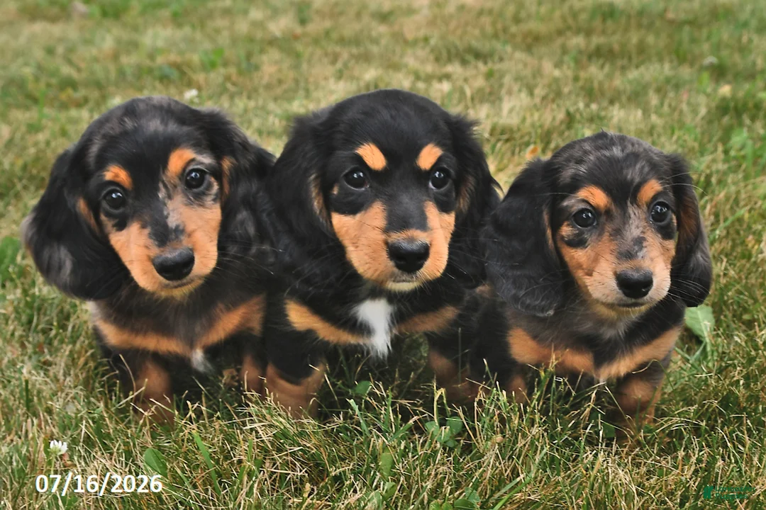 Miniature Dachshund dogs for sale: Murphy - Ad 3