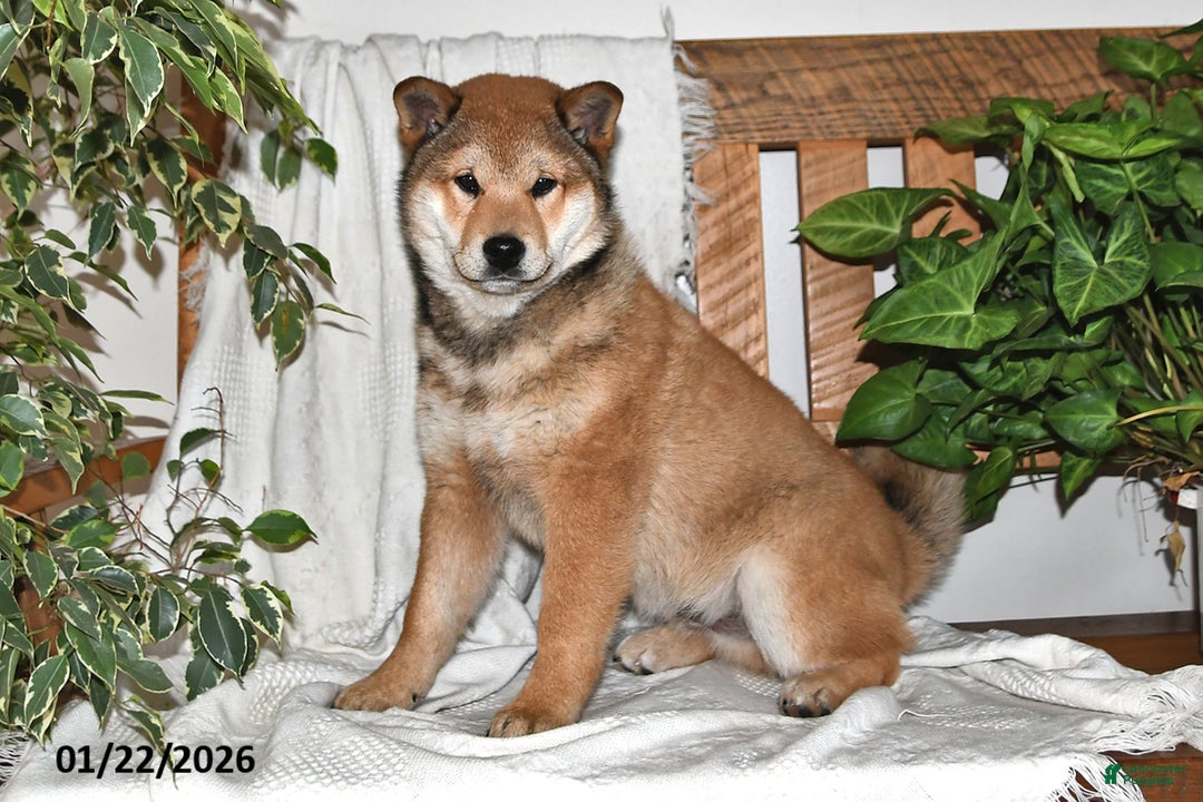 Shiba Inu dogs for sale: Max - Ad 3