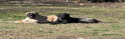 English Mastiff dogs for stud: Axle. - Ad 7