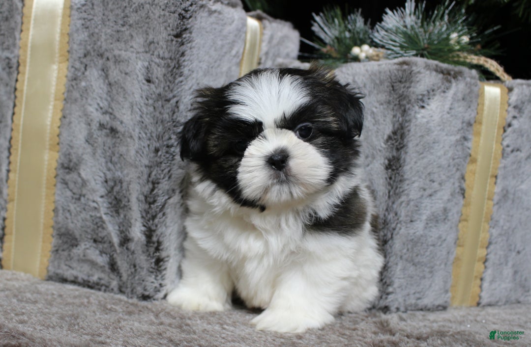 Shih Tzu dogs for sale: Koda - Ad 2