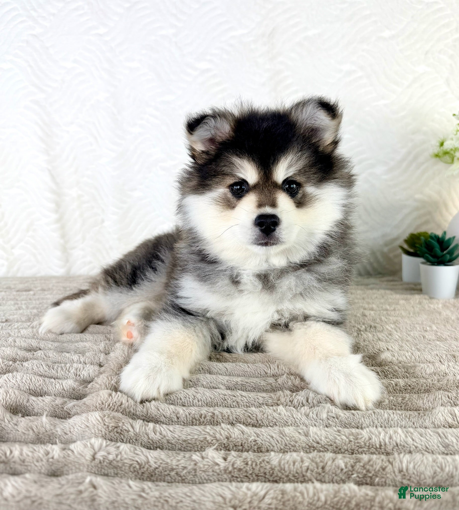 Pomsky dogs Frost - Ad 42