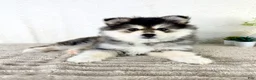 Pomsky dogs for sale: Frost - Ad 1
