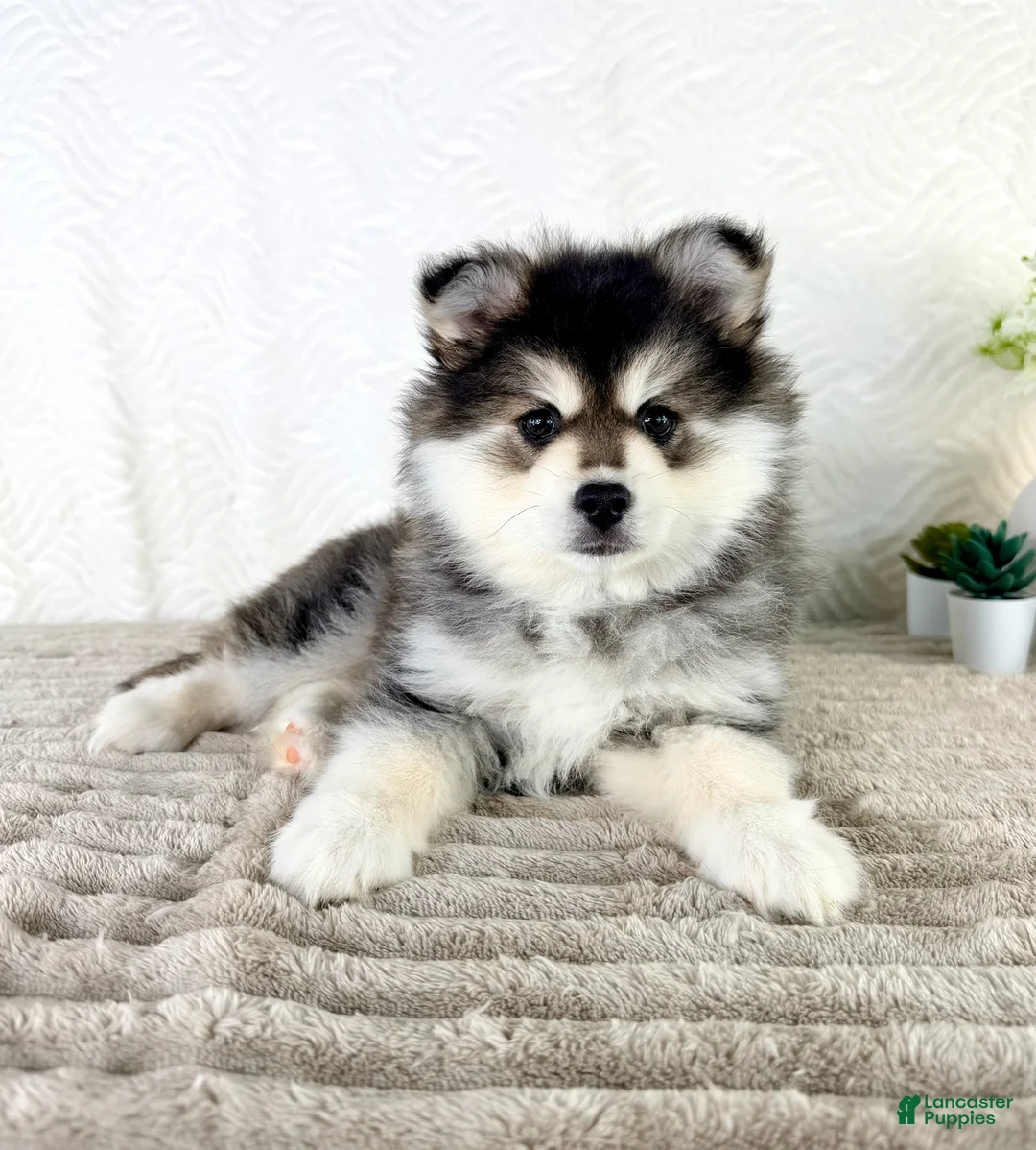Pomsky dogs for sale: Frost - Ad 1