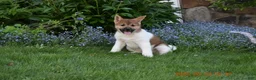 Akita dogs for sale: Sookie - Ad 2