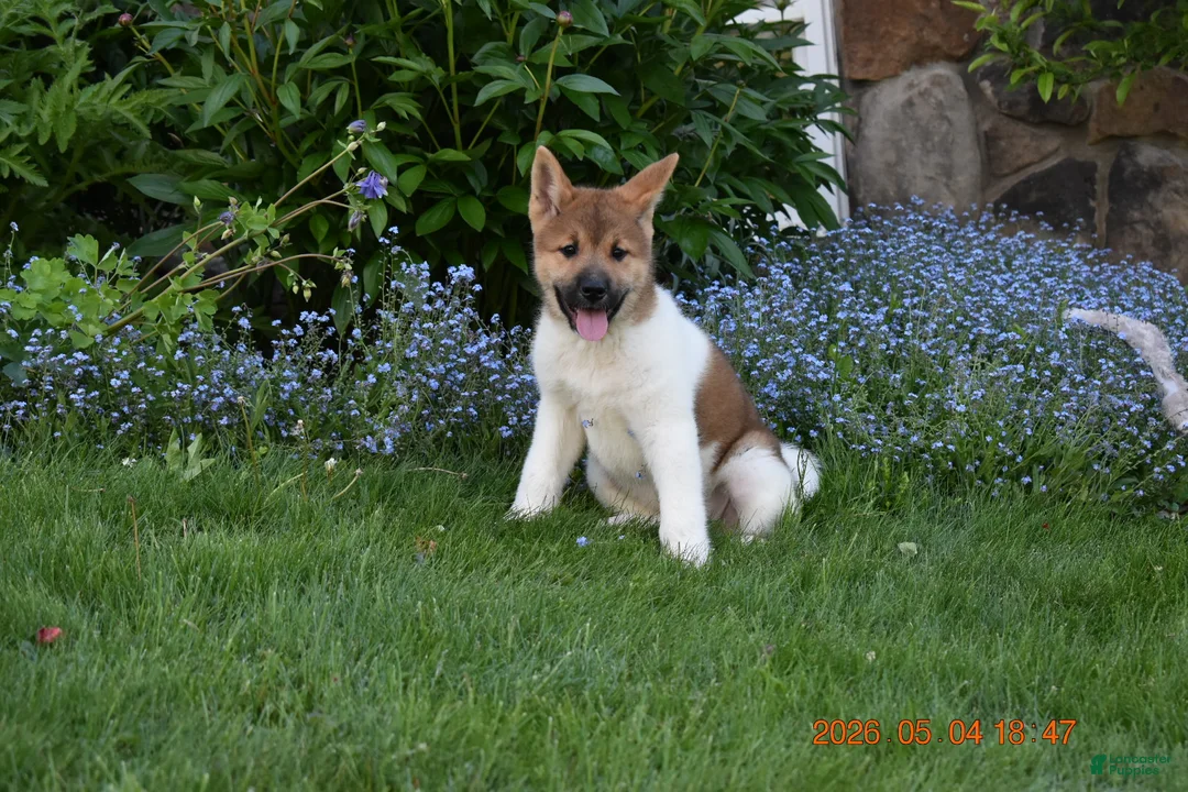 Akita dogs for sale: Sookie - Ad 2