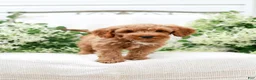 Mini Goldendoodle dogs for sale: Lavon - Ad 3