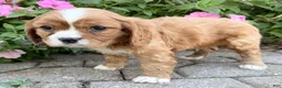 Cavalier King Charles Spaniel dogs for sale: Mario Male AKC Cavalier - Ad 11