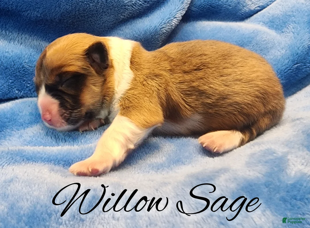 Welsh Corgi Pembroke dogs for sale: Willow Sage - Ad 3