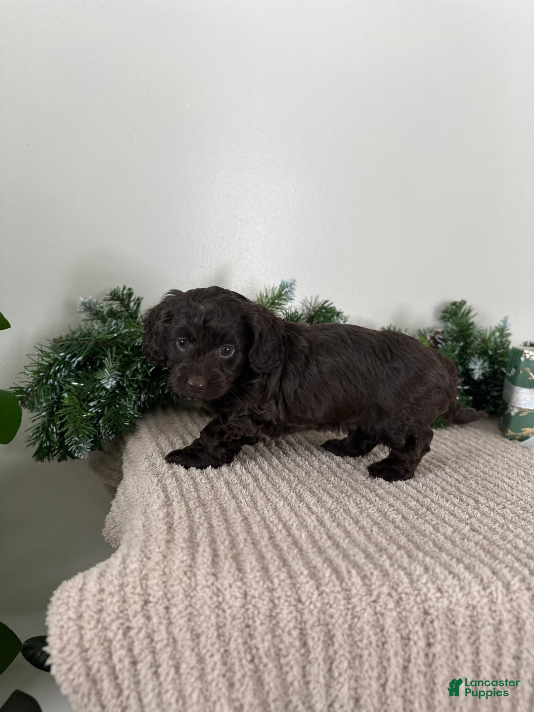 Mixed Breed dogs for sale: Rudolph - Ad 3